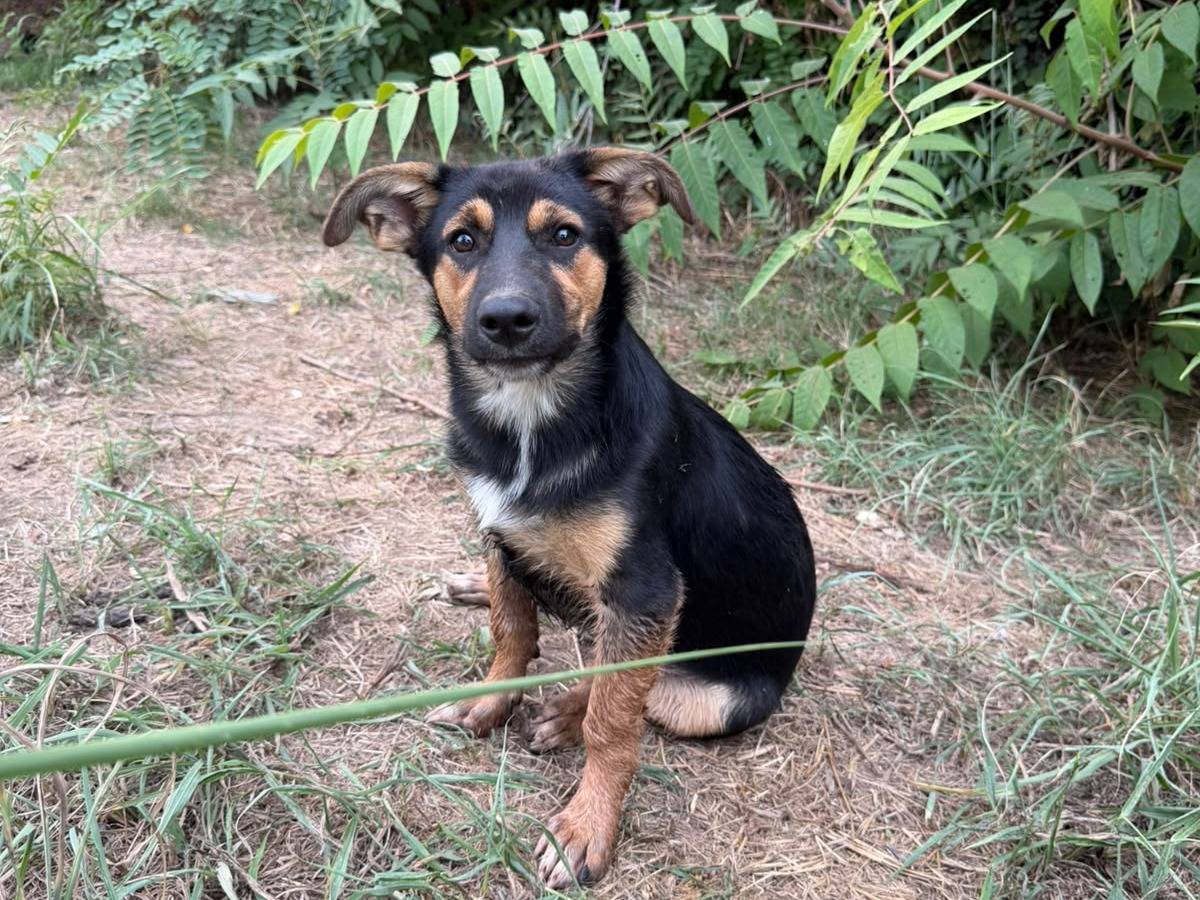 Adotta un cane, maschio, 6 mesi, Caserta
