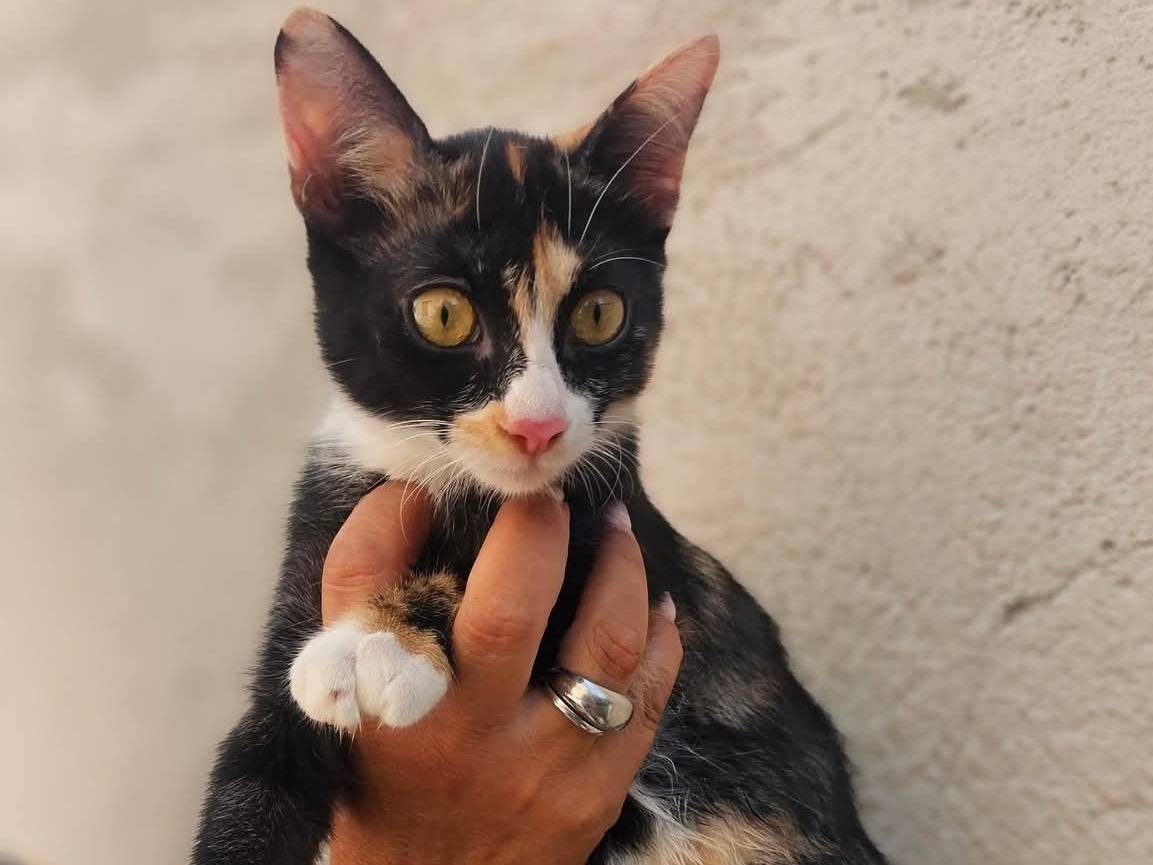 Adotta un gatto, femmina, 3 mesi, Avellino