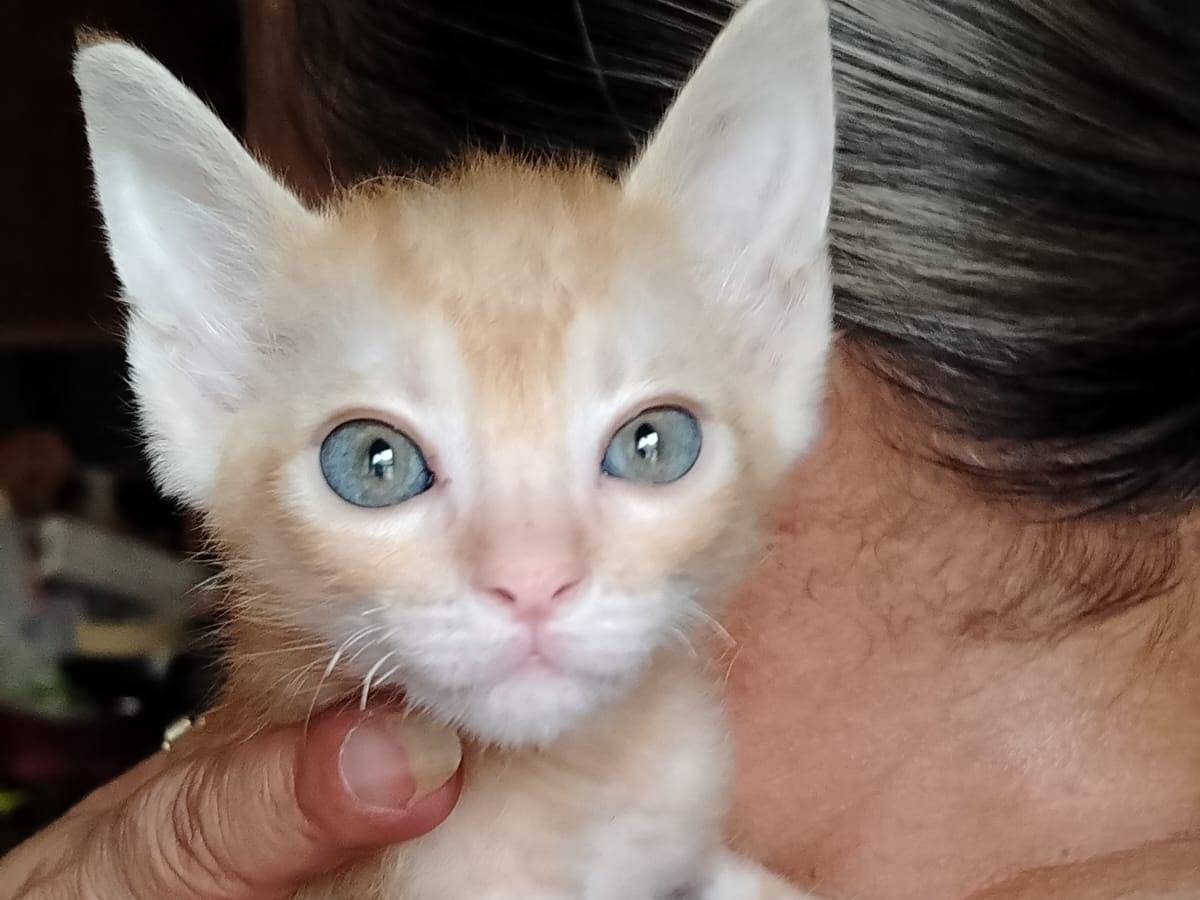 Adozione gatto, femmina, Razza sconosciuta Razza sconosciuta, 2 mesi, taglia non valida, Brescia