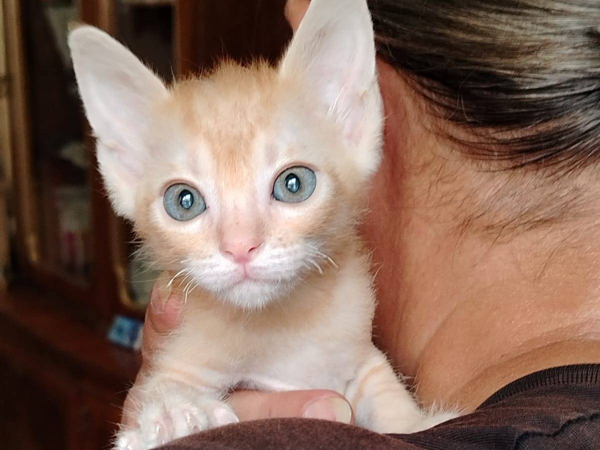 Adotta un gatto, femmina, 2 mesi, Brescia