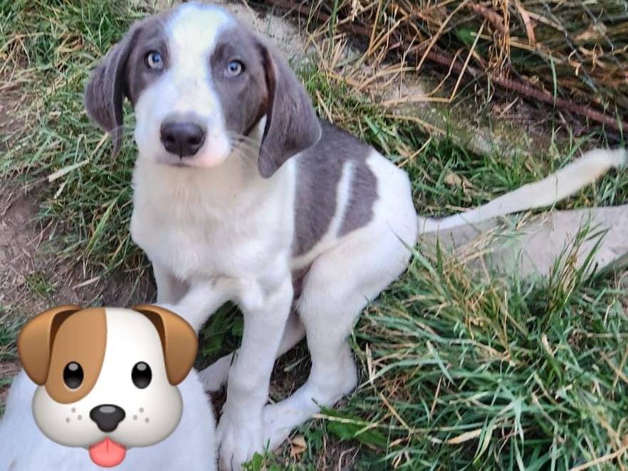 Adozione cane, maschio, Razza sconosciuta Razza sconosciuta, 3 mesi, taglia media, Milano