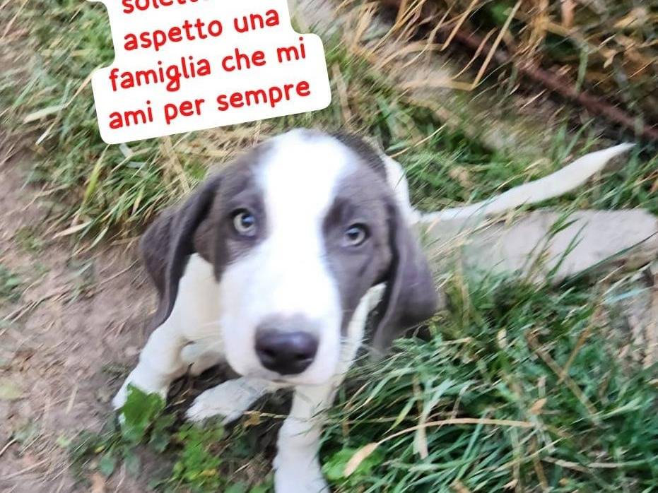Adotta un cane, maschio, 3 mesi, Milano