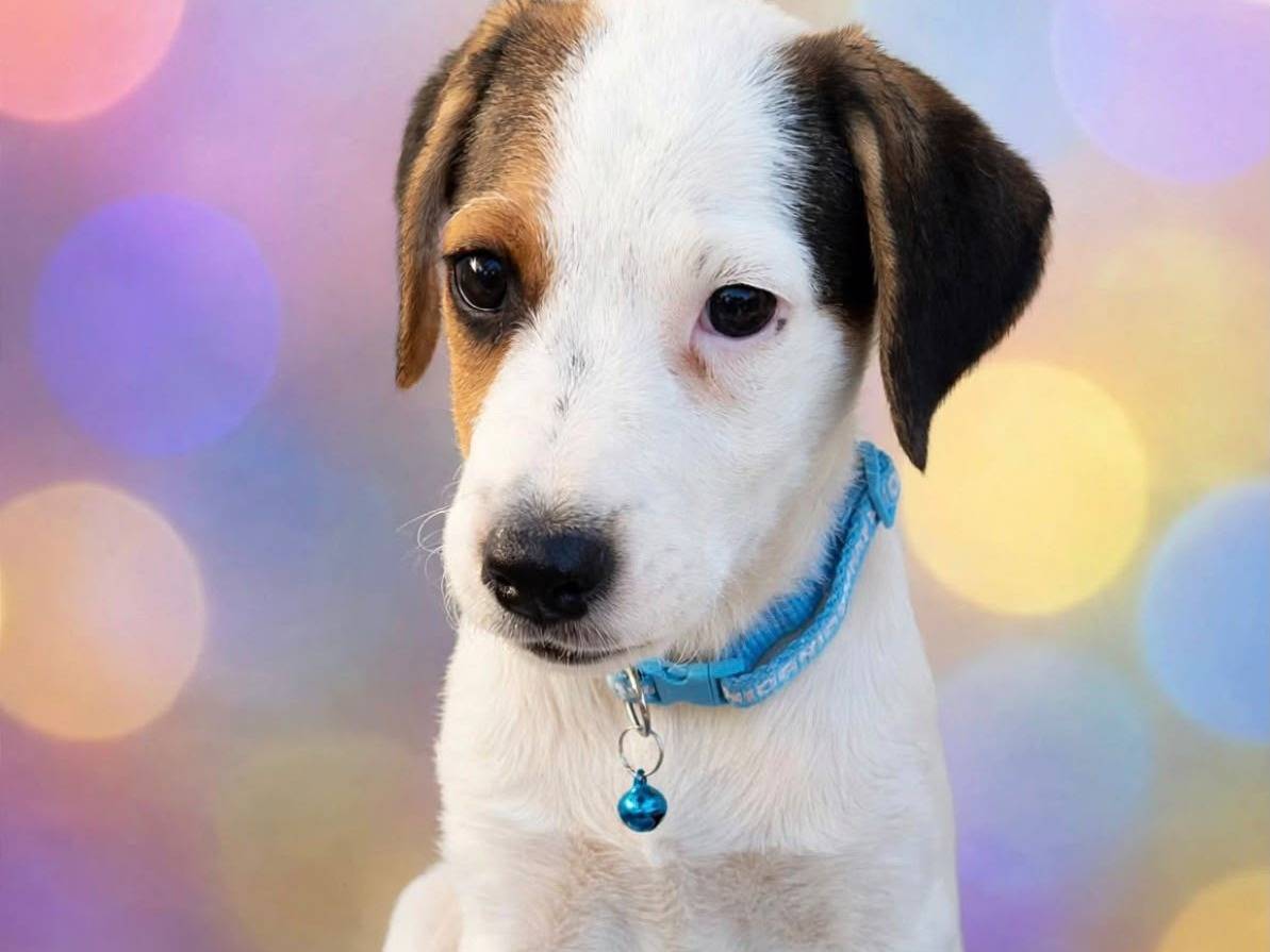Adotta un cane, femmina, 2 mesi, Siracusa