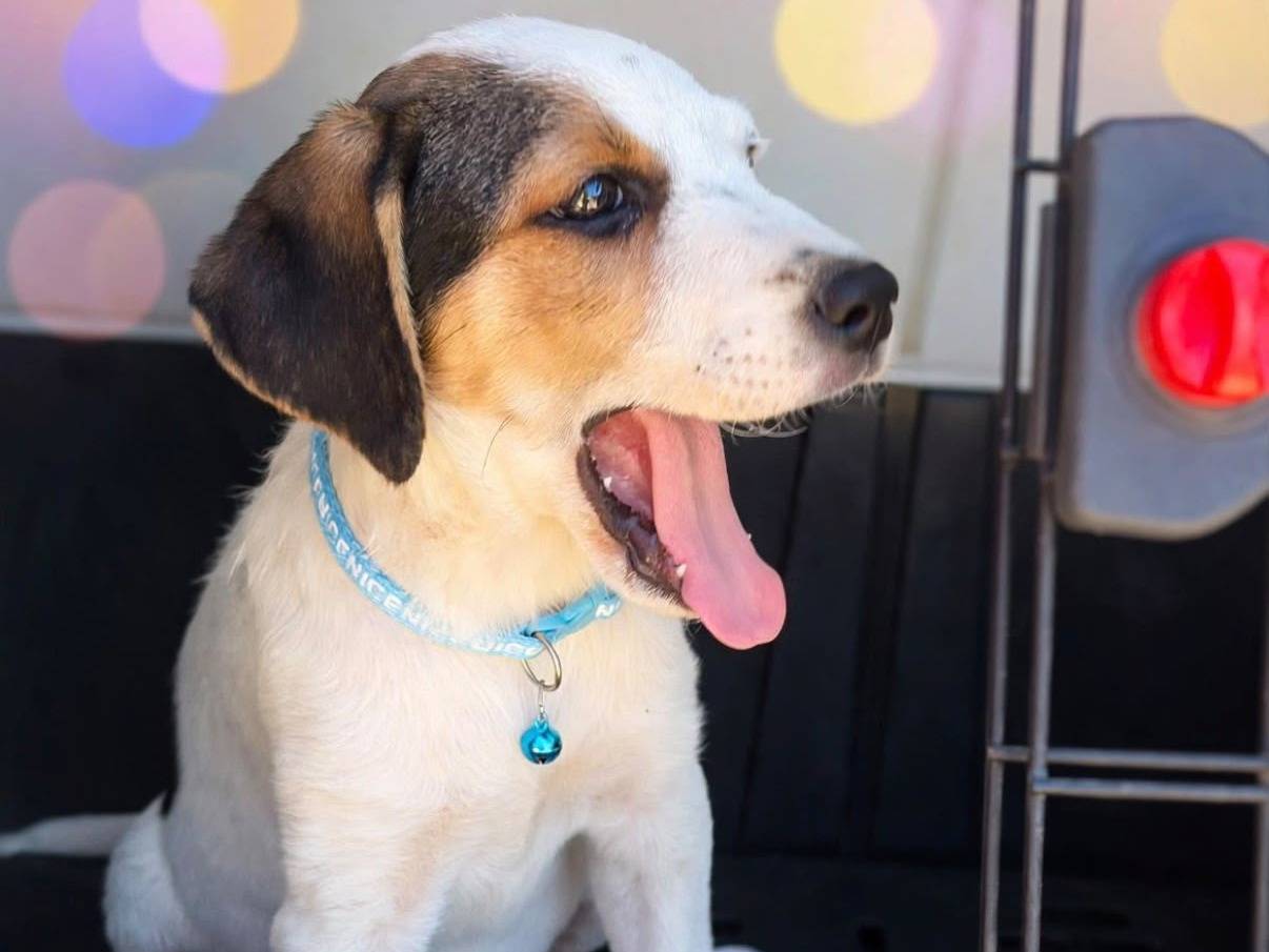 Adotta un cane, taglia media, femmina, Siracusa