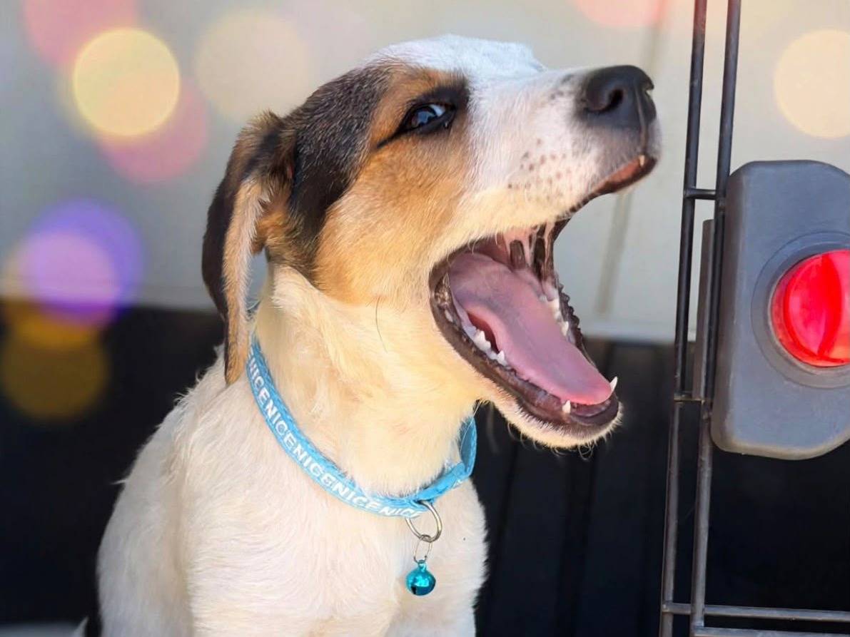 Vuoi adottare un cane a Siracusa?