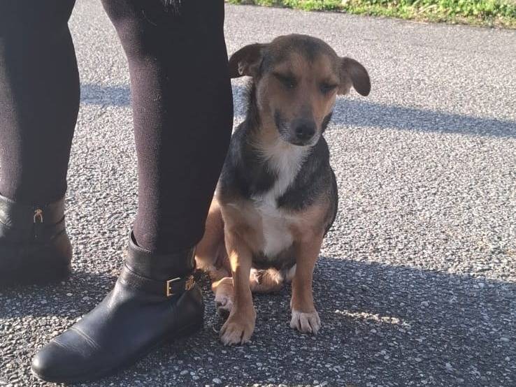 Adozione cane, femmina, Razza sconosciuta Razza sconosciuta, 2 anni e 8 mesi, taglia media contenuta, Lecco
