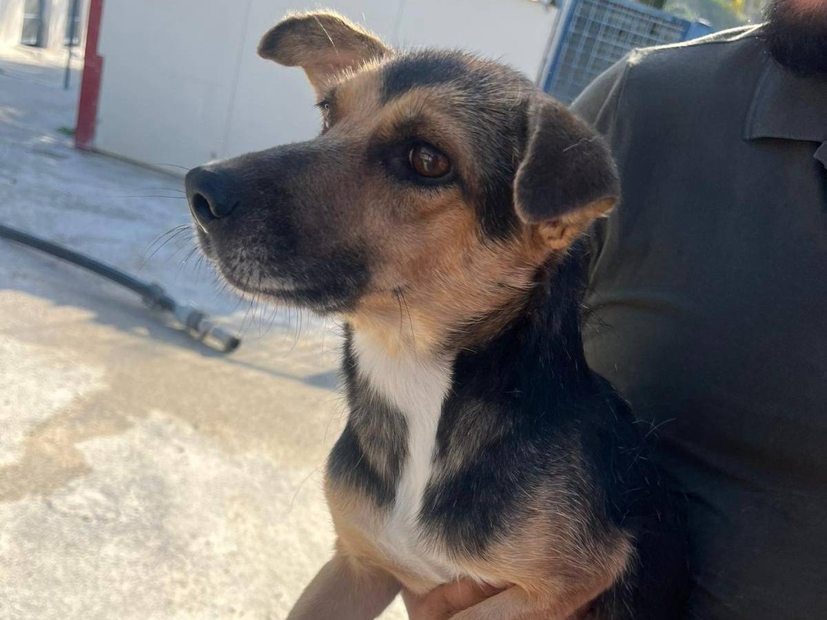 Adotta un cane, femmina, 2 anni e 8 mesi, Lecco