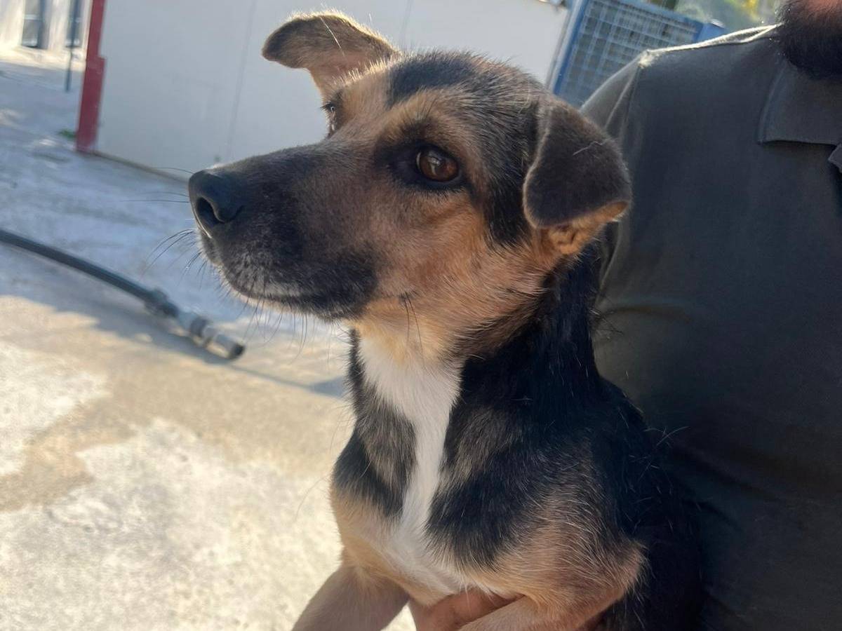 Adotta un cane, taglia media contenuta, femmina, Lecco