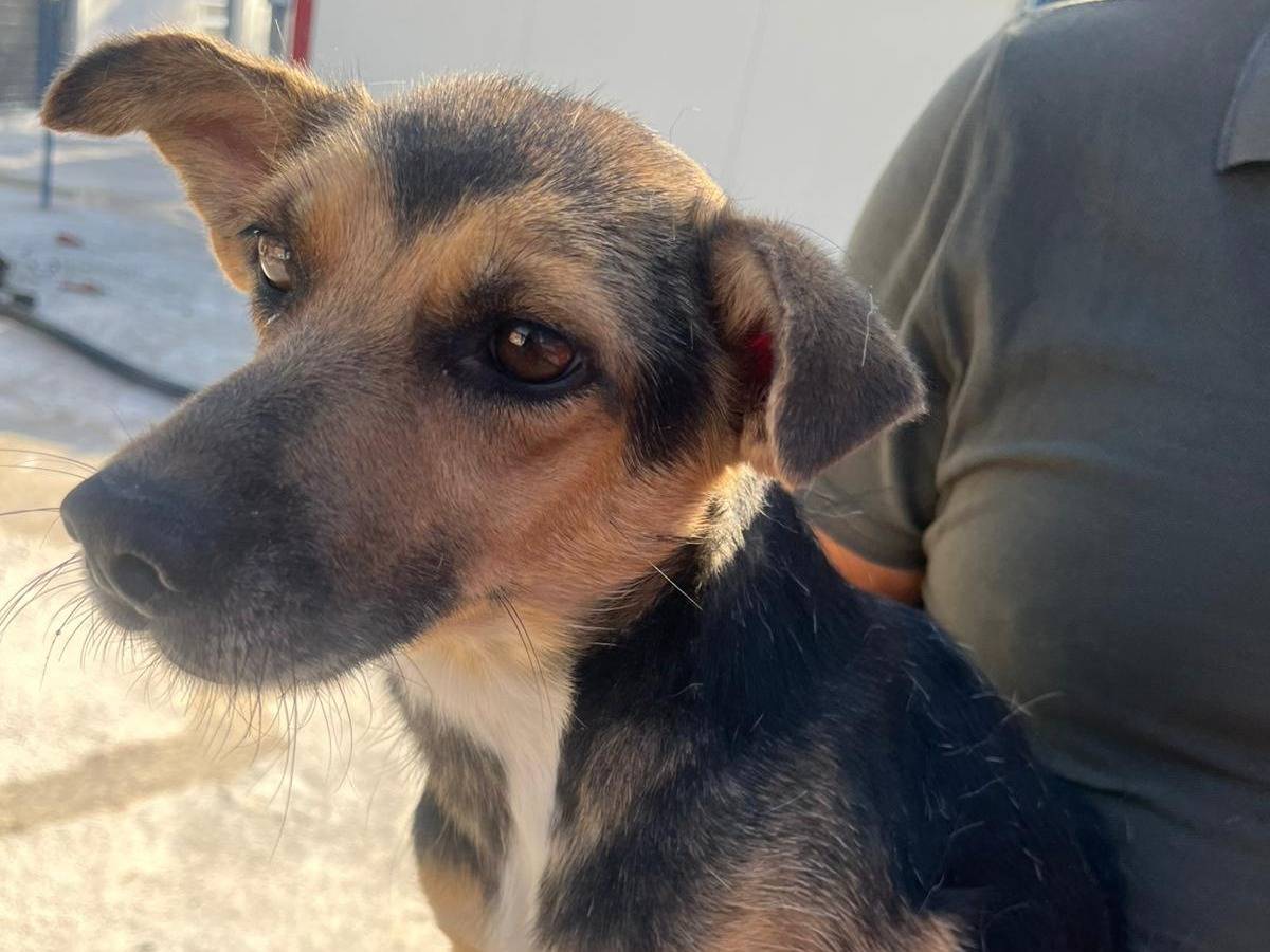 Vuoi adottare un cane a Lecco?