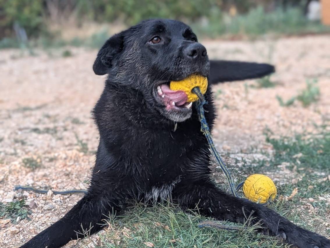 Adozione cane, maschio, Labrador Retriever Razza sconosciuta, 4 anni e 6 mesi, taglia grande, Benevento