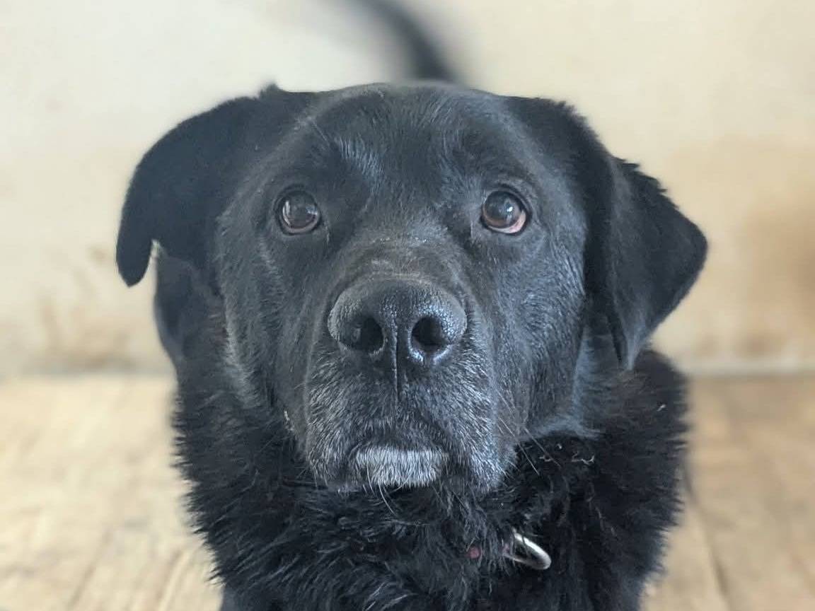 Adotta un cane, maschio, 4 anni e 6 mesi, Benevento