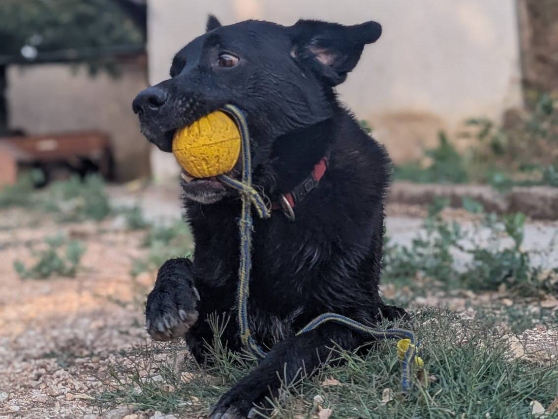 Adotta un cane, taglia grande, maschio, Benevento