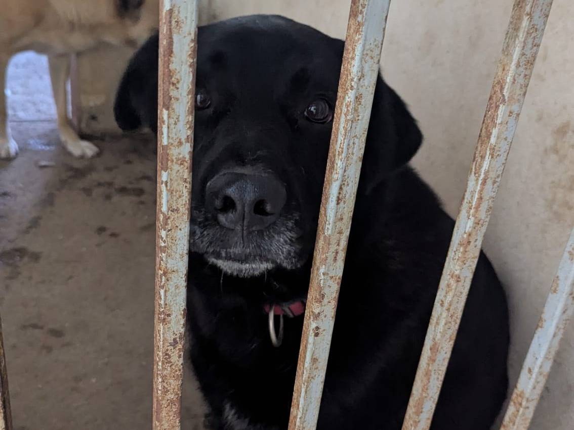 Vuoi adottare un cane a Benevento?