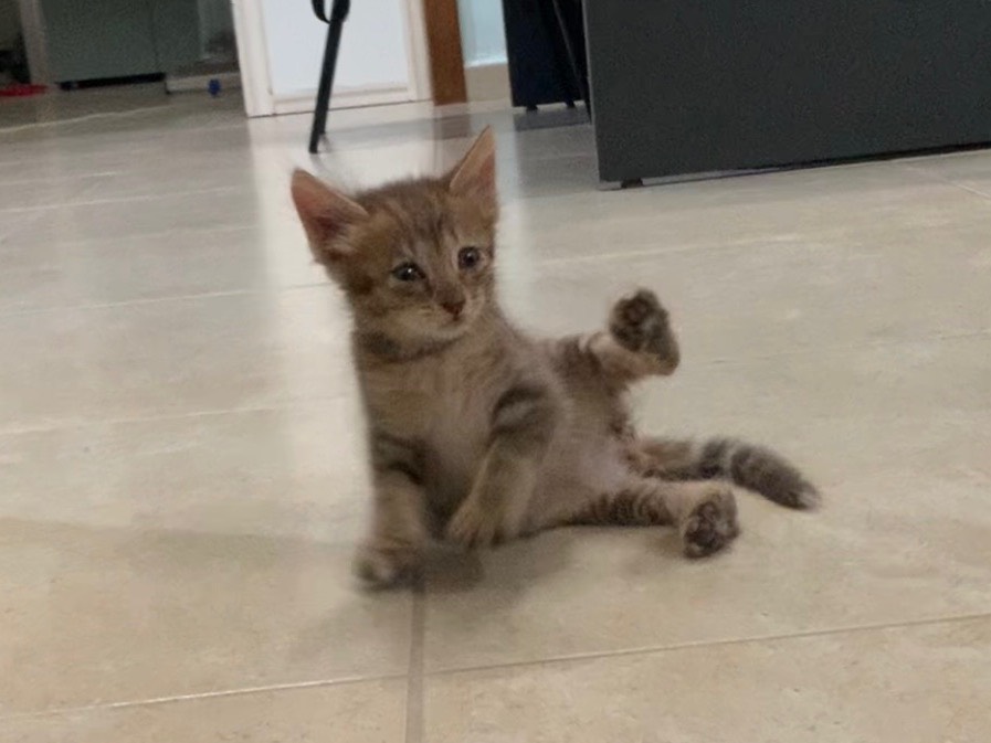 Vuoi adottare un gatto a Bari?
