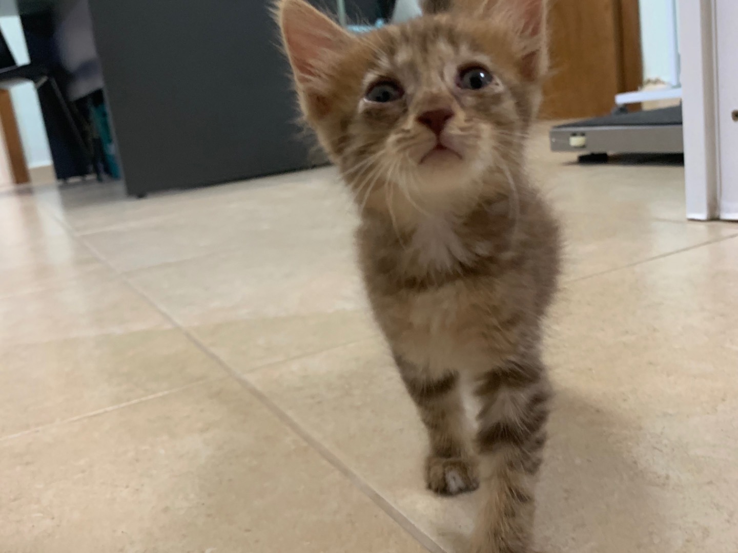 Adotta il gatto Sissy  a Bari