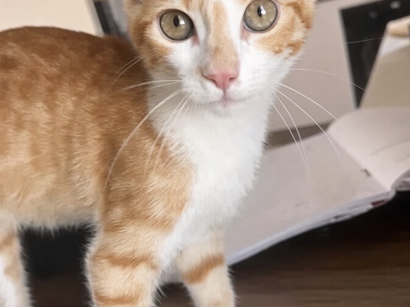 Adozione gatto, maschio, Razza sconosciuta Razza sconosciuta, 3 mesi, taglia non valida, Bari