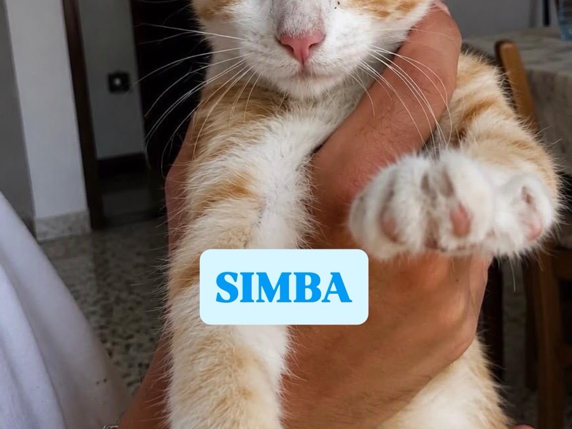Adotta un gatto, maschio, 3 mesi, Bari