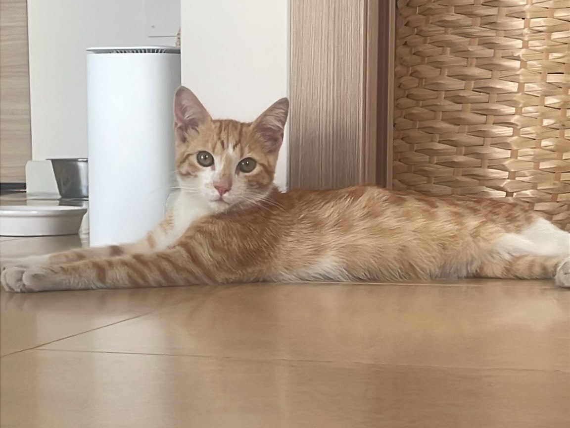 Adotta un gatto, taglia non valida, maschio, Bari