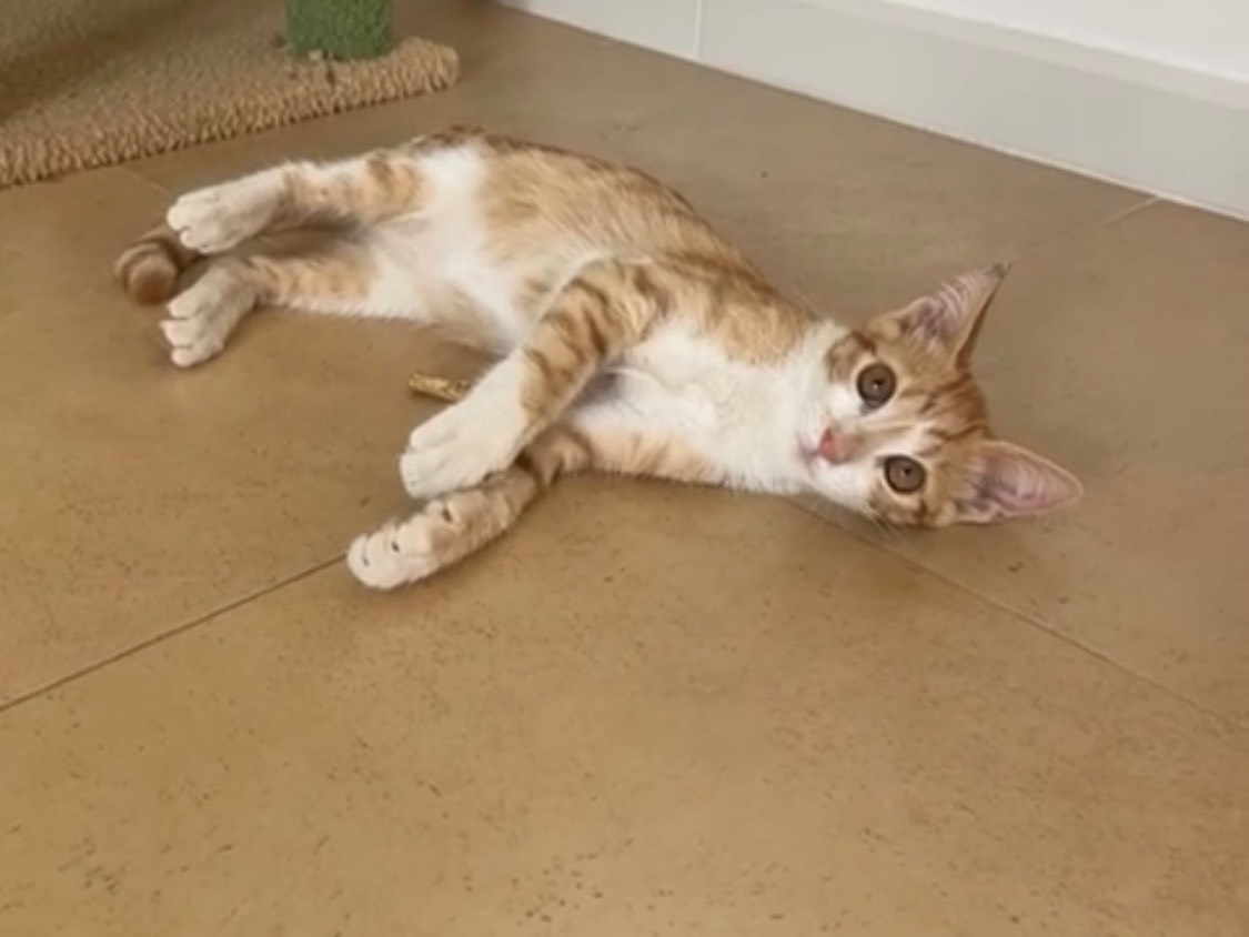 Vuoi adottare un gatto a Bari?