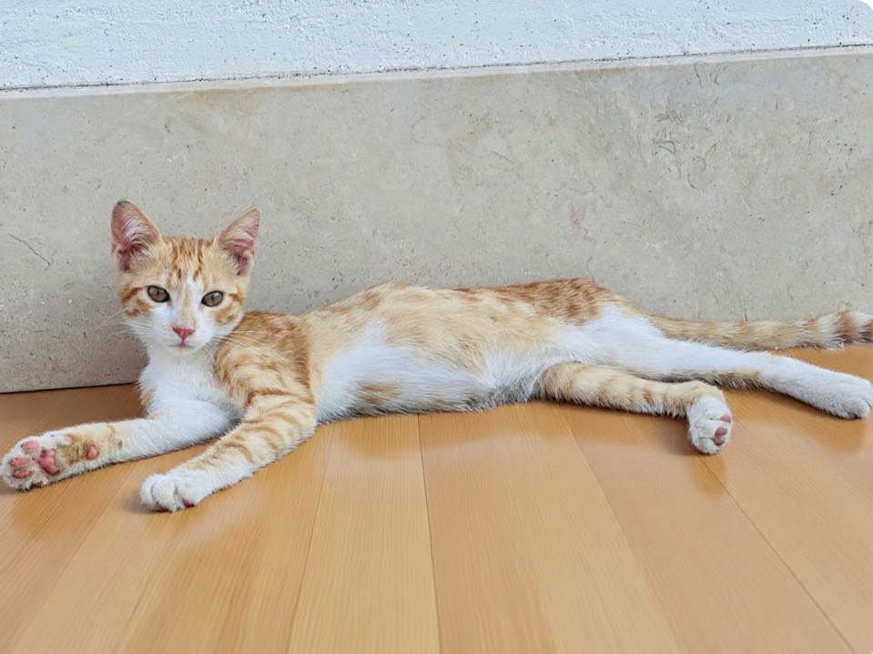 Adotta il gatto Simba  a Bari