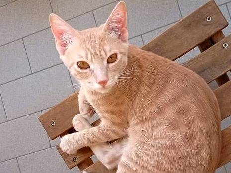 Foto 2 dell'animale