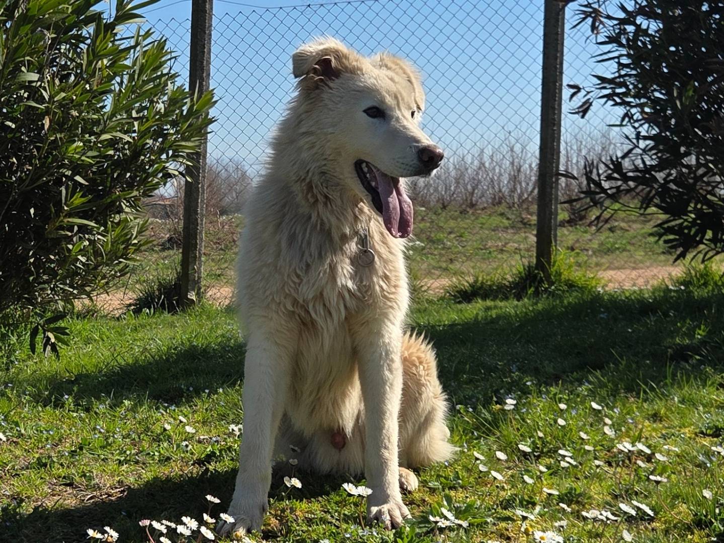 Foto 3 dell'animale