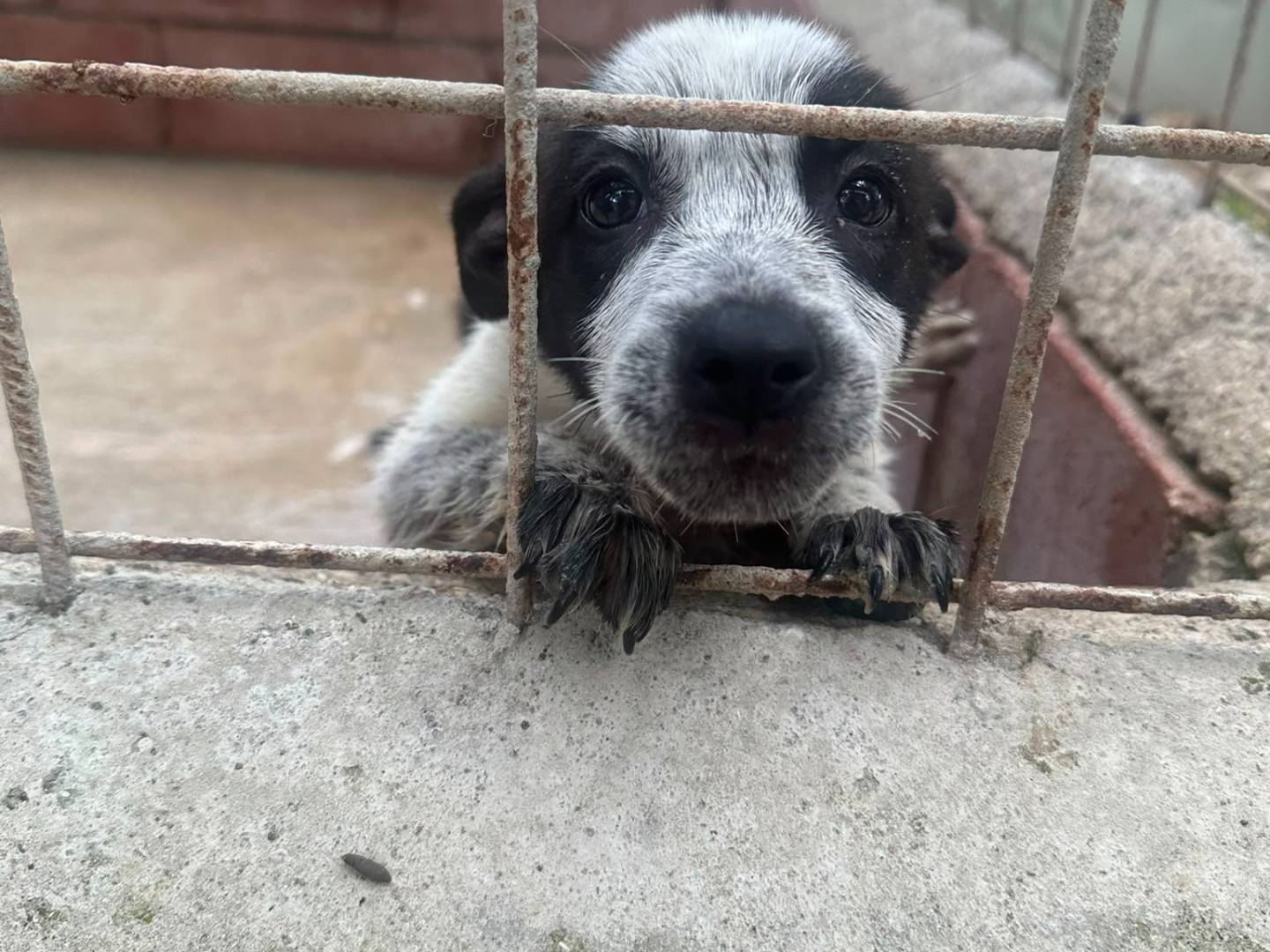 Adotta un cane, taglia media, femmina, Avellino