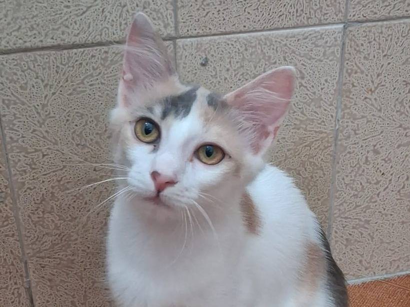 Adotta un gatto, femmina, 7 mesi, Catanzaro