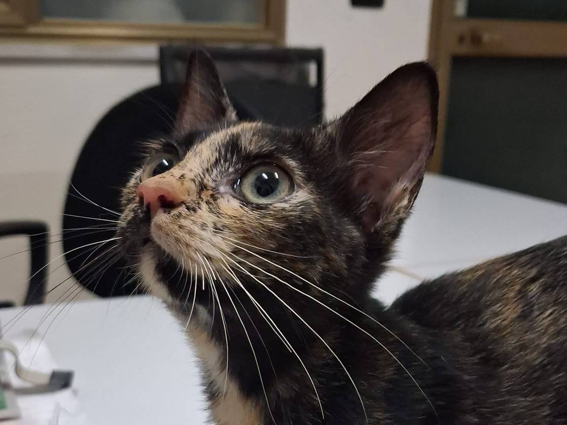 Adotta un gatto, taglia non valida, femmina, Catanzaro