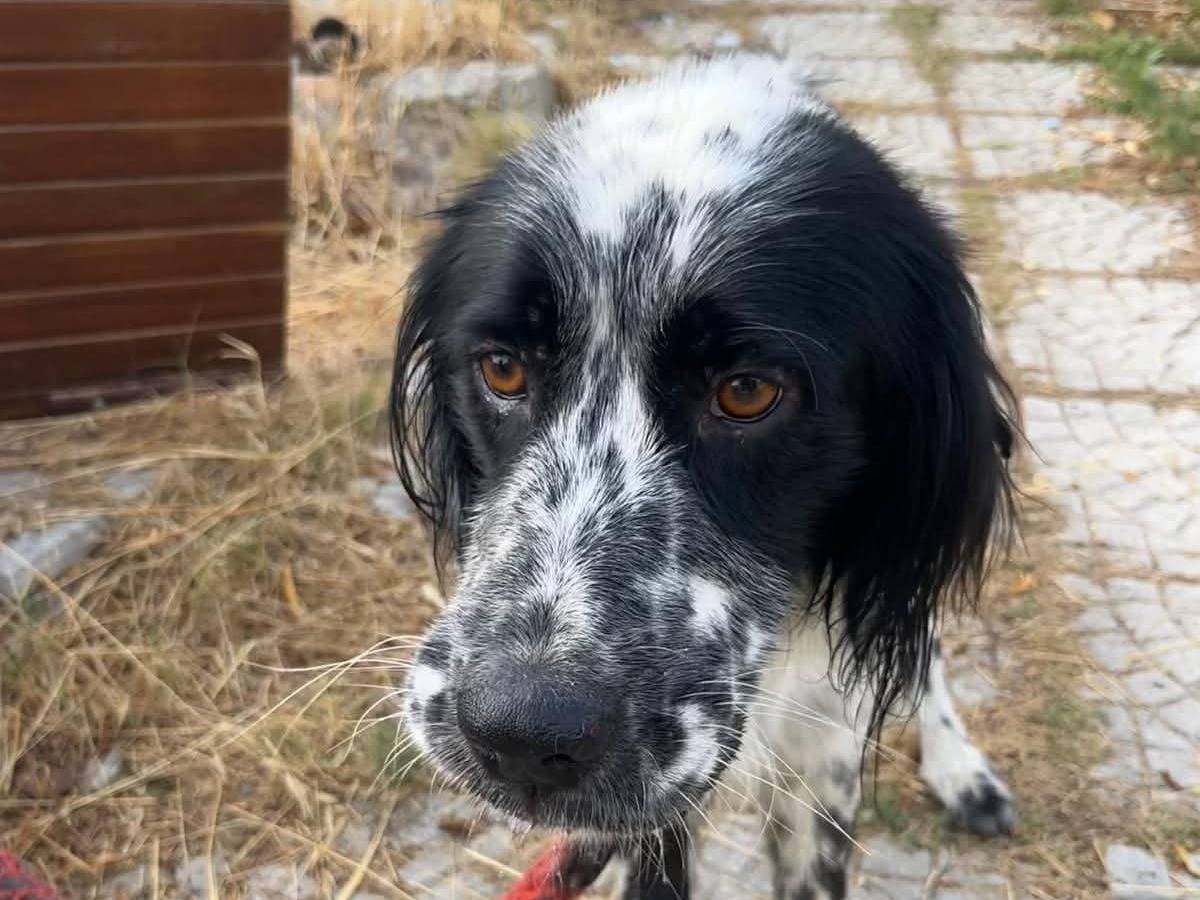 Adozione cane, maschio, Setter Inglese Razza sconosciuta, 2 anni e 11 mesi, taglia media, Cosenza
