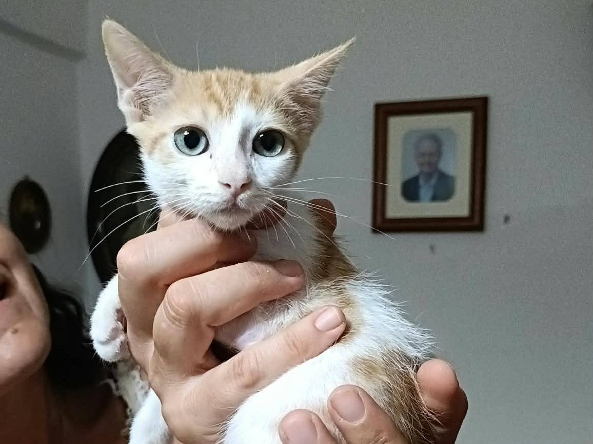 Adozione gatto, maschio, Razza sconosciuta Razza sconosciuta, 3 mesi, taglia non valida, Bari
