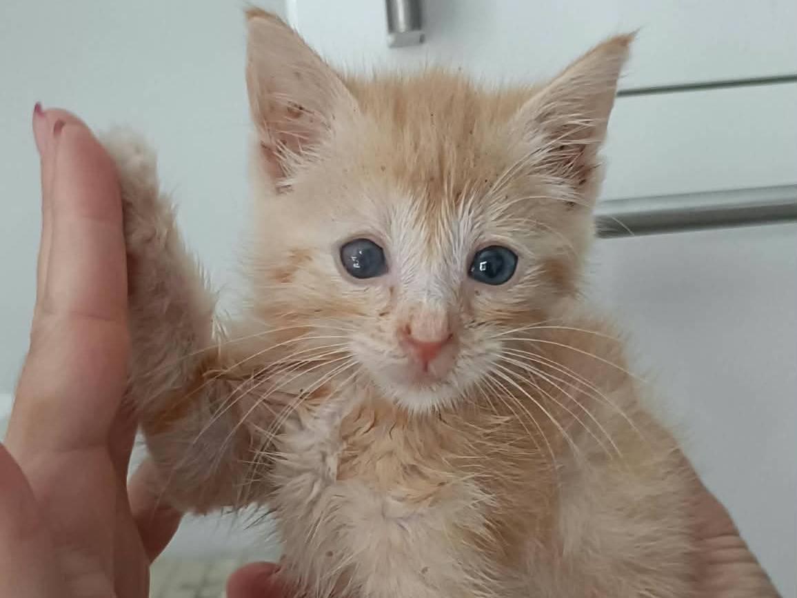 Adozione gatto, maschio, Razza sconosciuta Razza sconosciuta, 2 mesi, taglia non valida, Bari