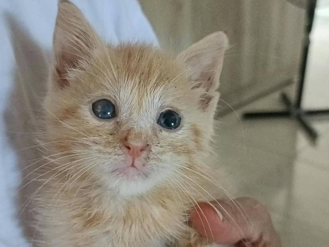 Adotta un gatto, maschio, 2 mesi, Bari