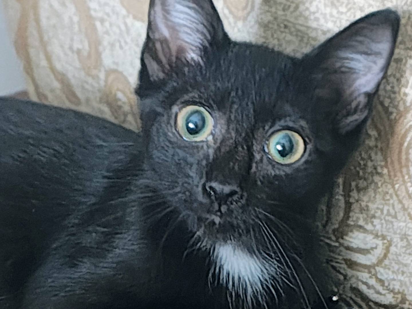 Adozione gatto, femmina, Razza sconosciuta Razza sconosciuta, 4 mesi, taglia non valida, Bari