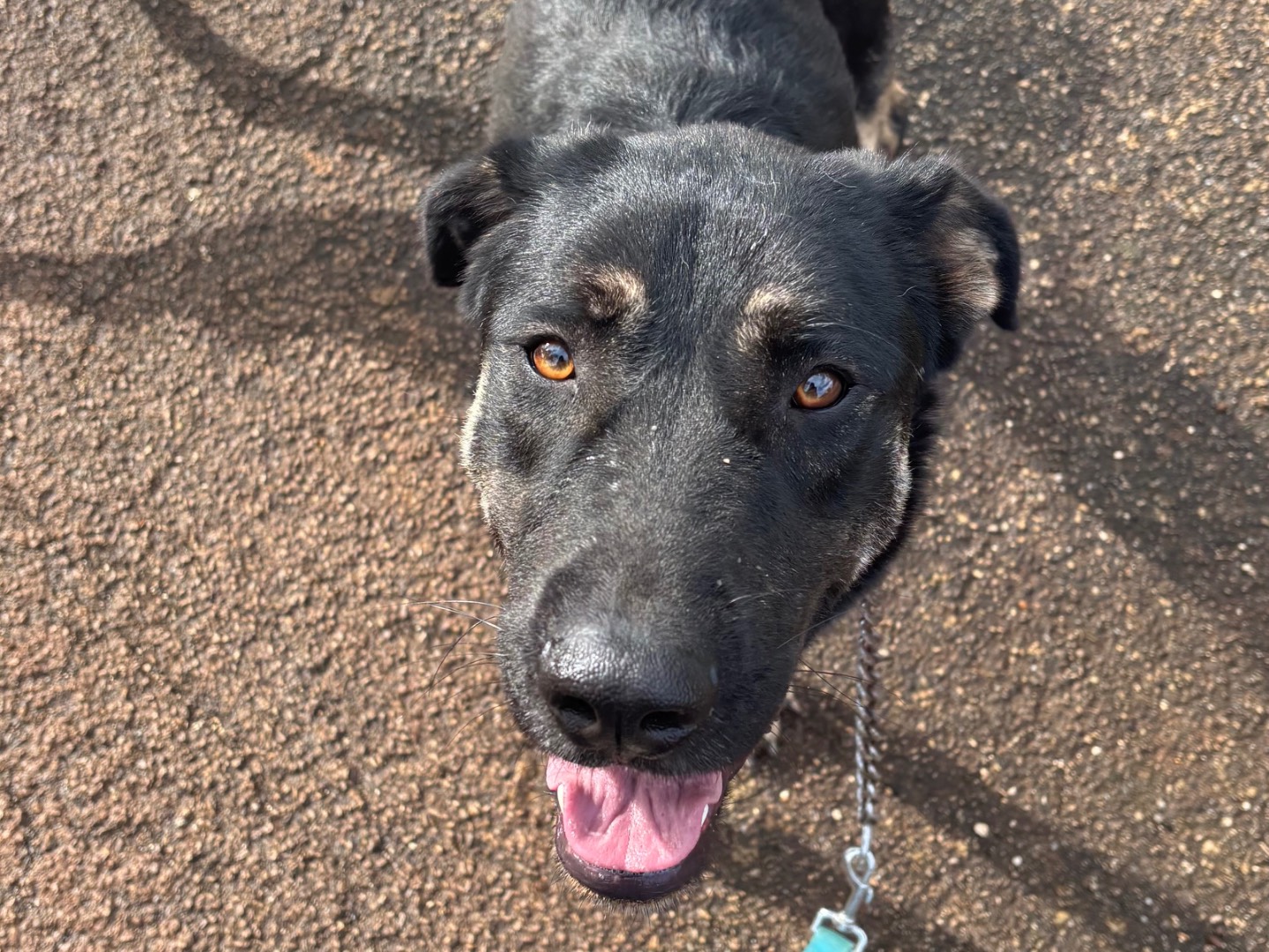 Adozione cane, maschio, Razza sconosciuta Razza sconosciuta, 2 anni e 6 mesi, taglia grande, Taranto