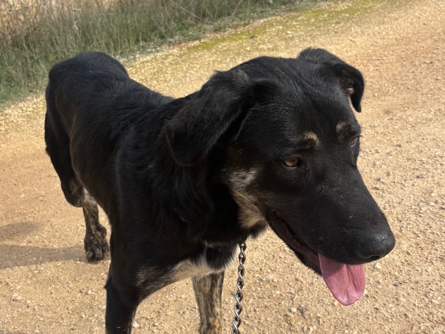 Adotta un cane, maschio, 2 anni e 6 mesi, Taranto