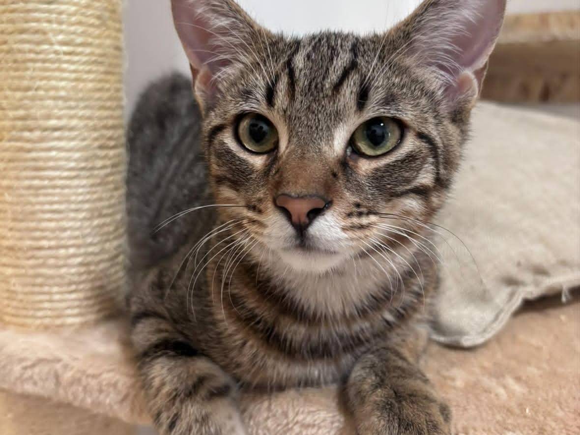 Adotta un gatto, maschio, 7 mesi, Bari