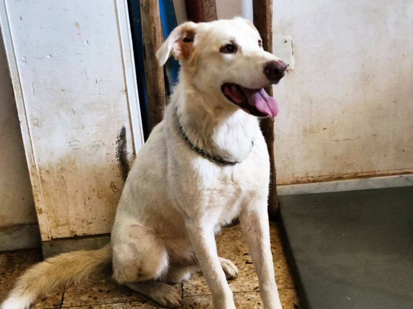 Adotta un cane, maschio, 4 anni e 5 mesi, Cosenza