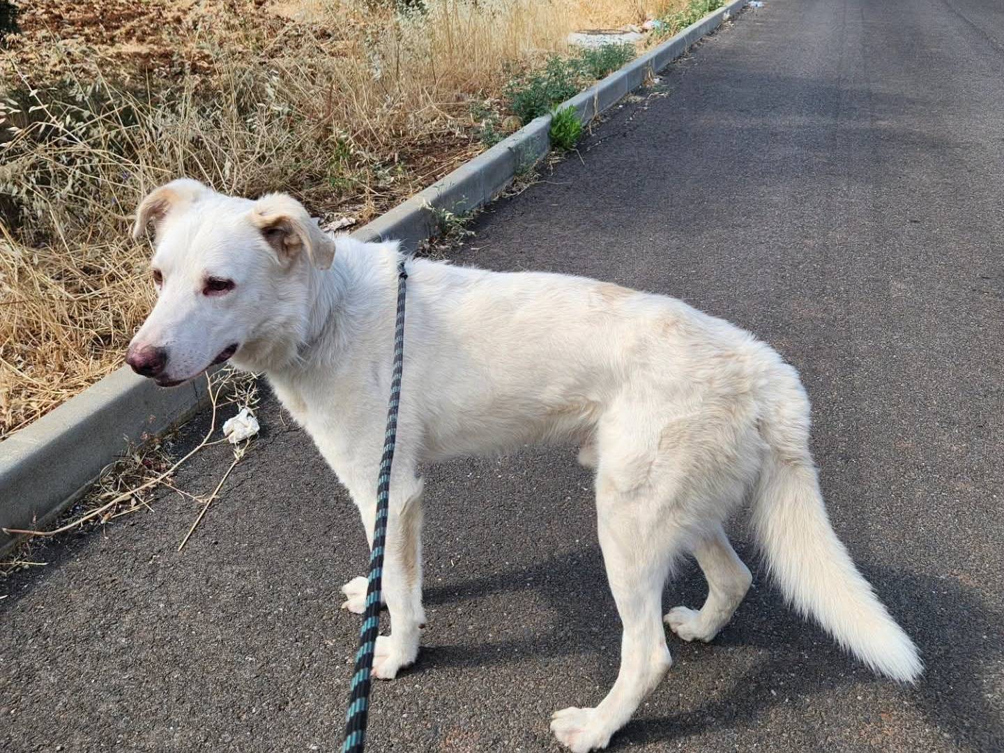 Adotta un cane, taglia grande, maschio, Cosenza