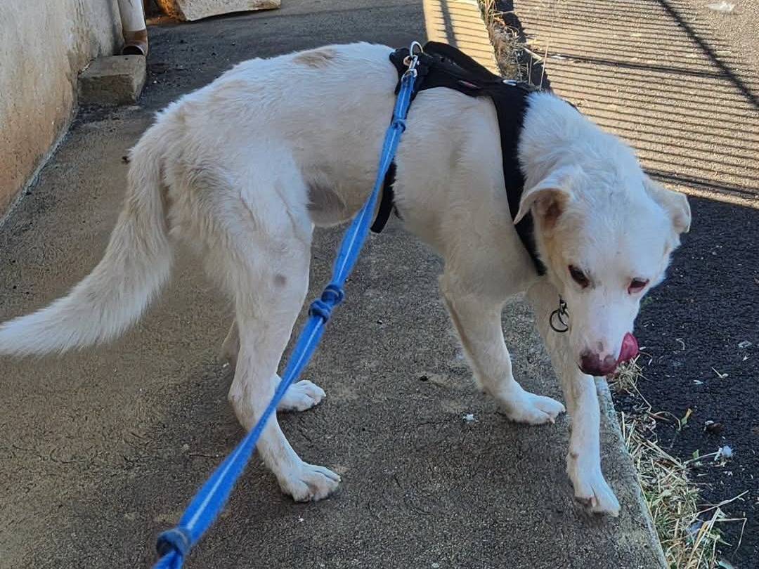 Vuoi adottare un cane a Cosenza?