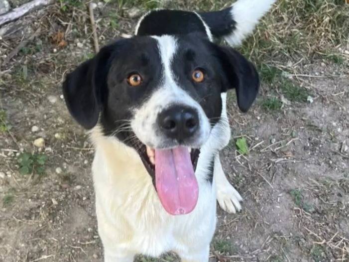 Adozione cane, maschio, Razza sconosciuta Razza sconosciuta, 1 anno e 2 mesi, taglia media, Cosenza