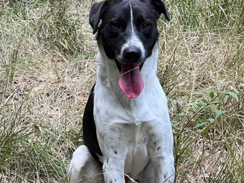 Adotta un cane, maschio, 1 anno e 2 mesi, Cosenza