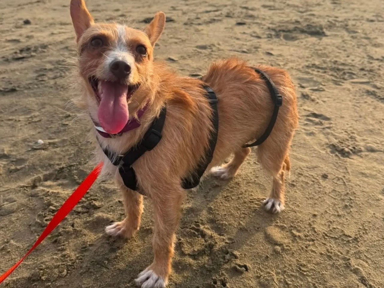 Adozione cane, femmina, Razza sconosciuta Razza sconosciuta, 3 anni e 4 mesi, taglia piccola, Latina