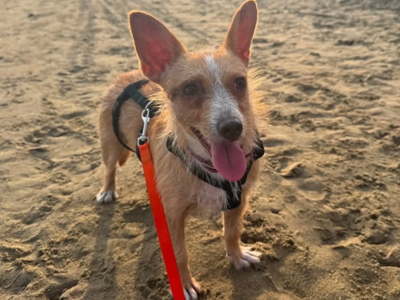 Adotta un cane, femmina, 3 anni e 4 mesi, Latina