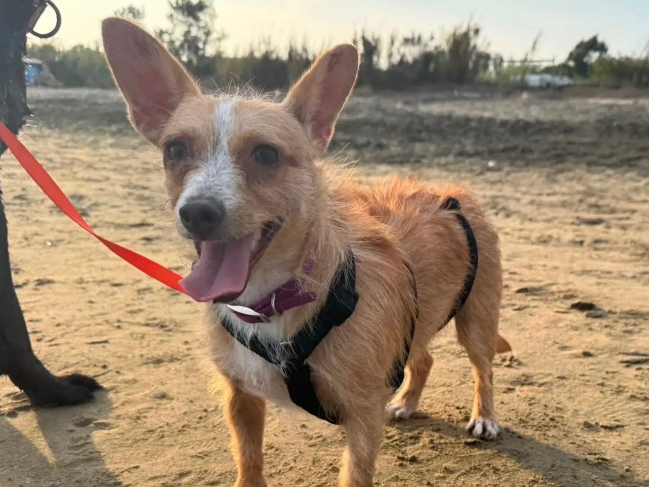 Adotta un cane, taglia piccola, femmina, Latina