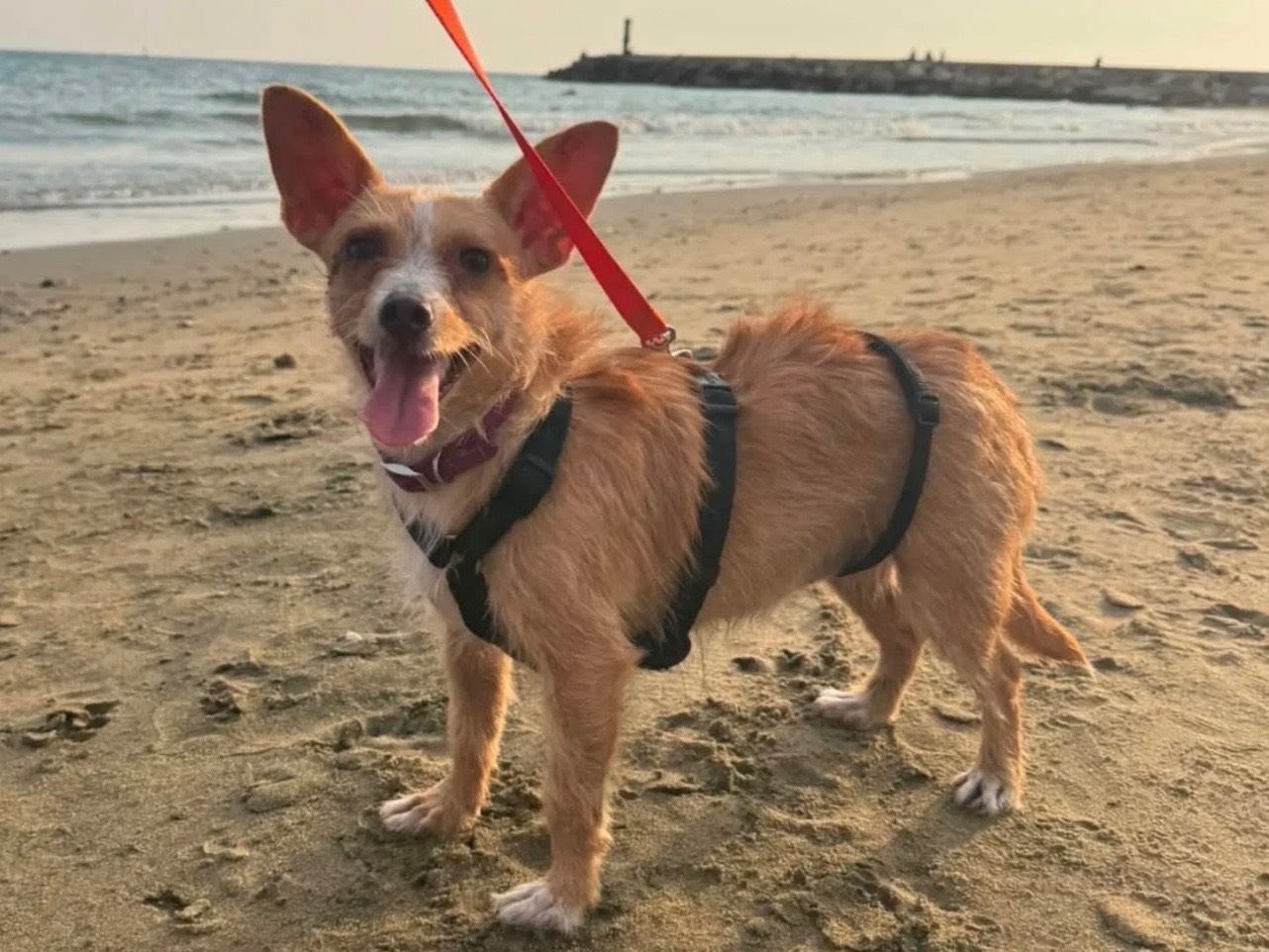 Vuoi adottare un cane a Latina?