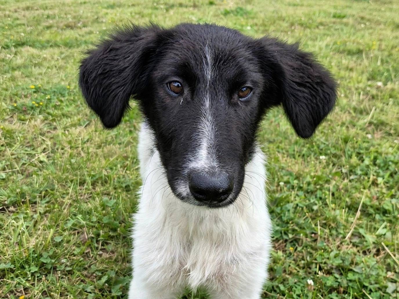 Adozione cane, maschio, Razza sconosciuta Razza sconosciuta, 7 mesi, taglia media, Potenza