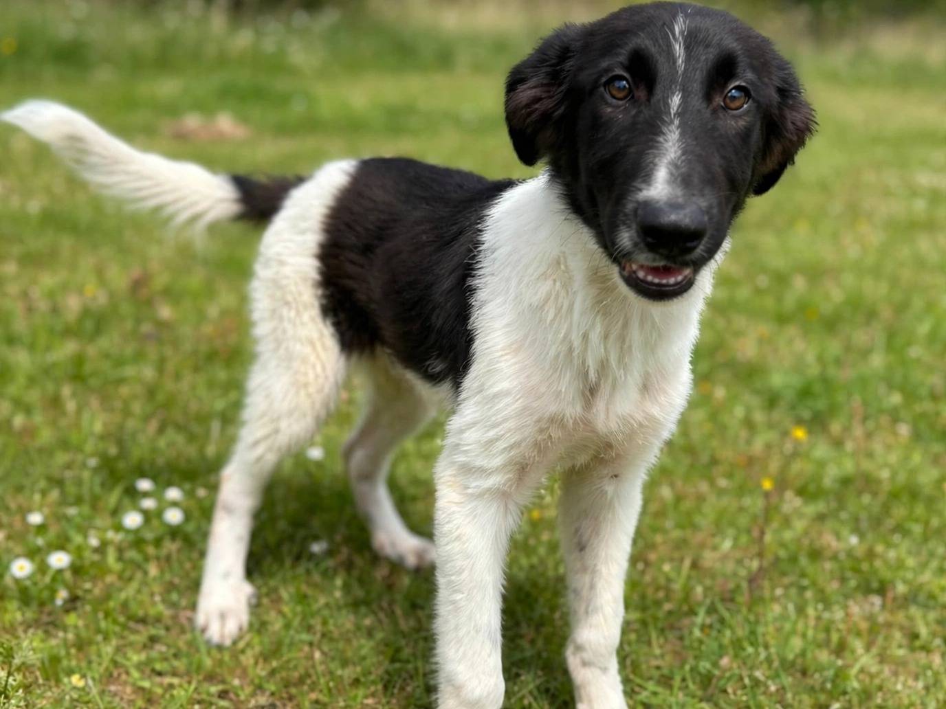 Adotta un cane, maschio, 7 mesi, Potenza