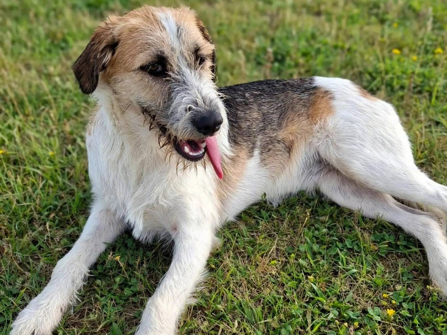 Adozione cane, femmina, Razza sconosciuta Razza sconosciuta, 10 mesi, taglia media, Foggia