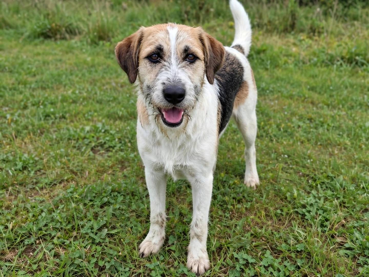 Adotta un cane, femmina, 10 mesi, Foggia